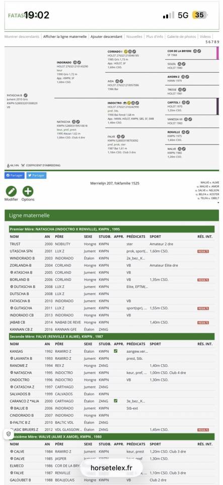 CHELSEA MORNING DU GAZON