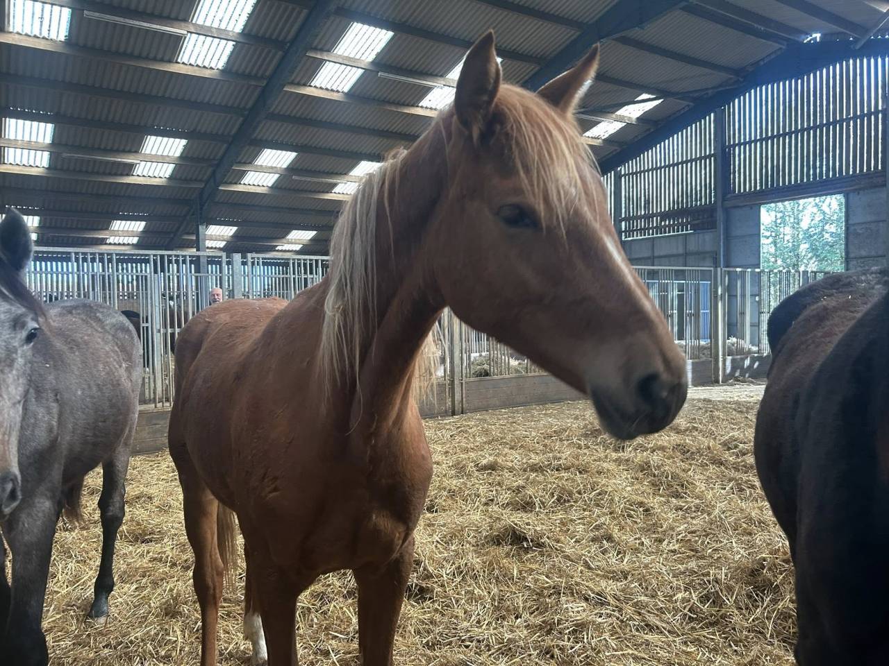 CHELSEA MORNING DU GAZON