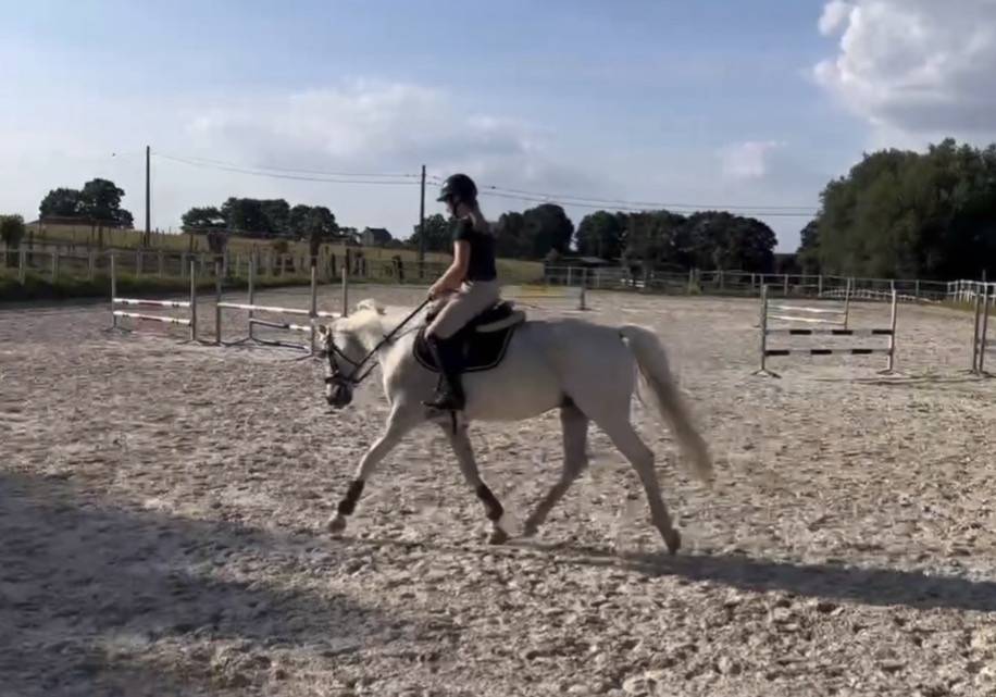 SF 14 ans - hongre d&rsquo;exp&eacute;rience et ultra fiable