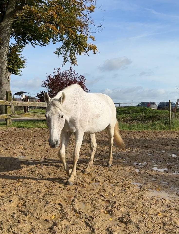 SF 14 ans - hongre d&rsquo;exp&eacute;rience et ultra fiable