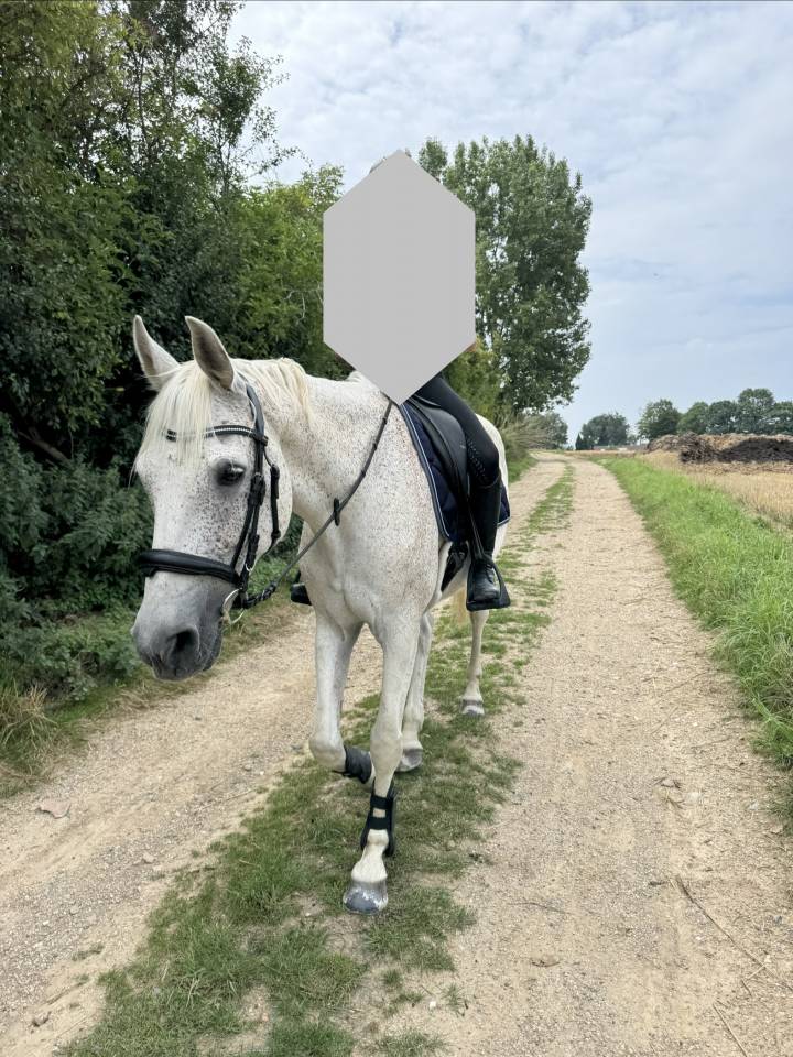 SF 14 ans - hongre d&rsquo;exp&eacute;rience et ultra fiable