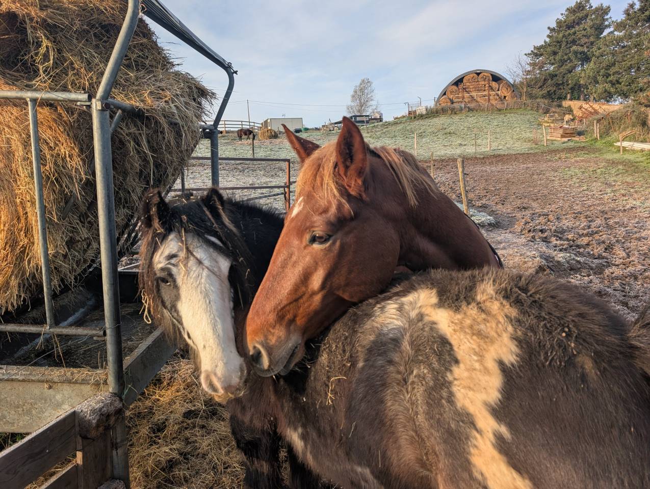? &Agrave; VENDRE &ndash; PONEY D D&rsquo;AVENIR ?