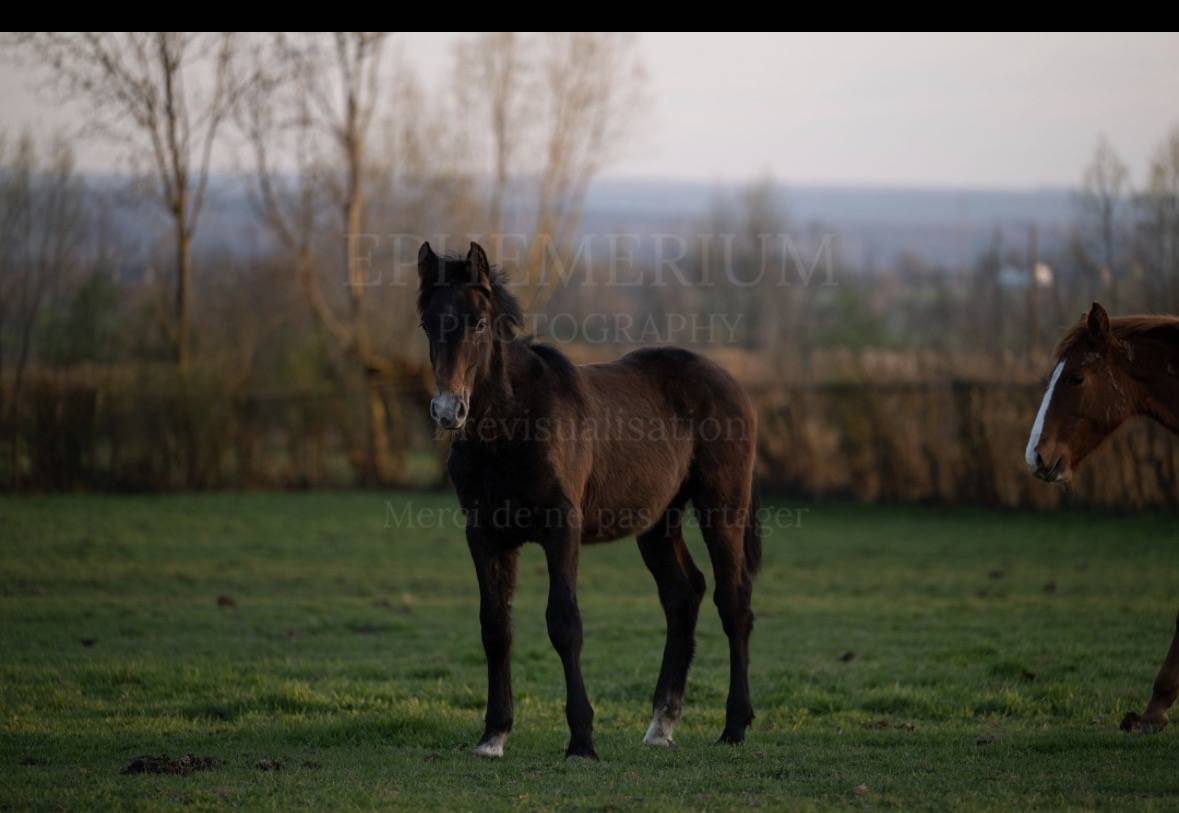 Petit fils de Garfield de Tiji des Templiers 