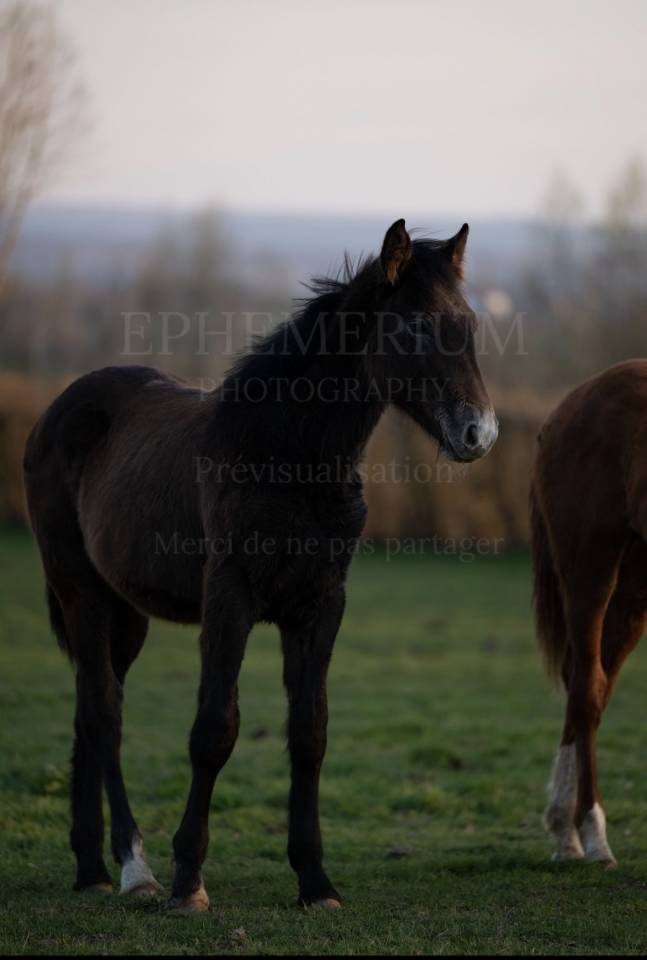 Petit fils de Garfield de Tiji des Templiers 
