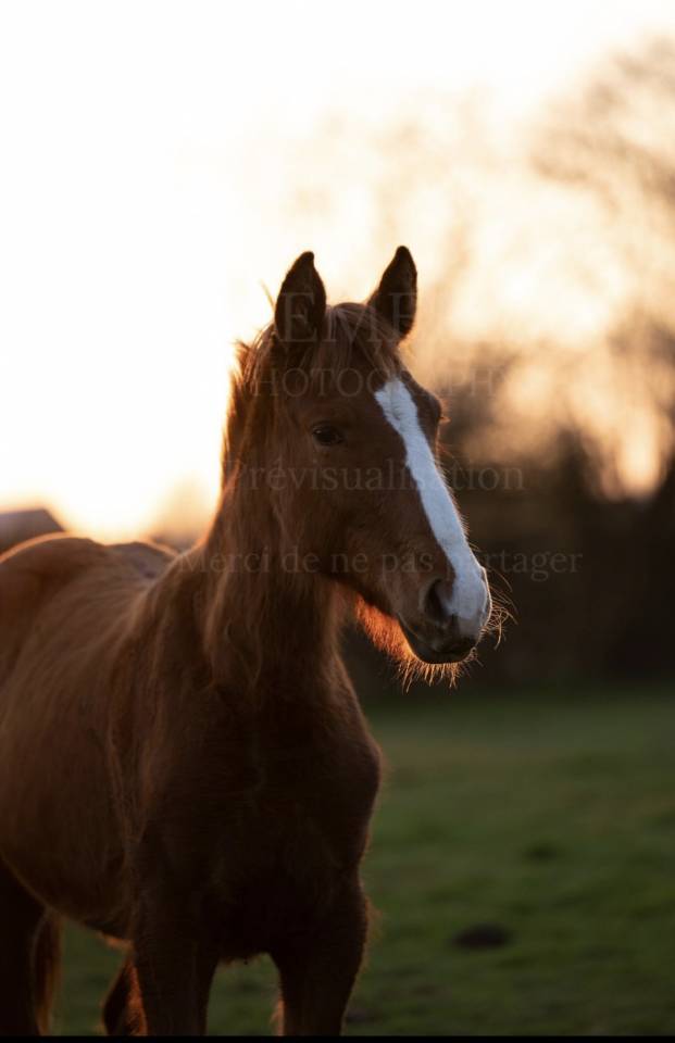 Petite fille de ComilfoPlus Z 