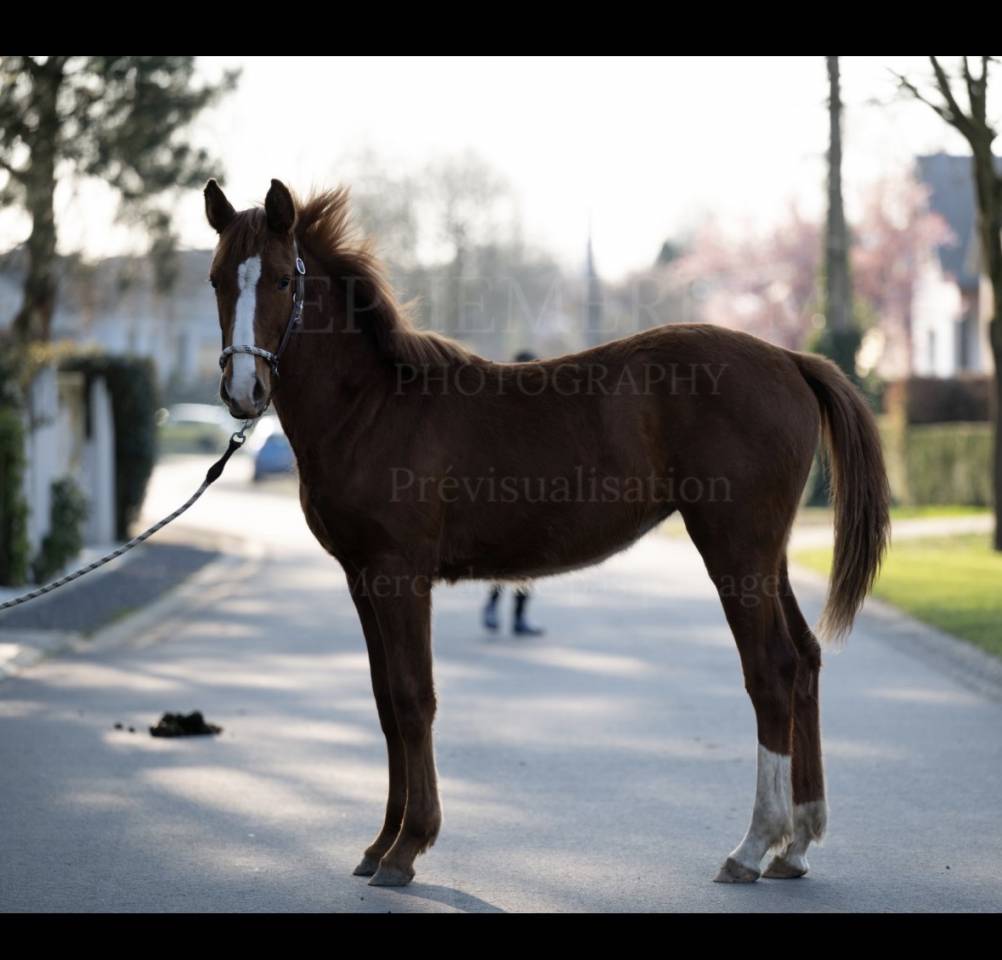 Petite fille de ComilfoPlus Z 