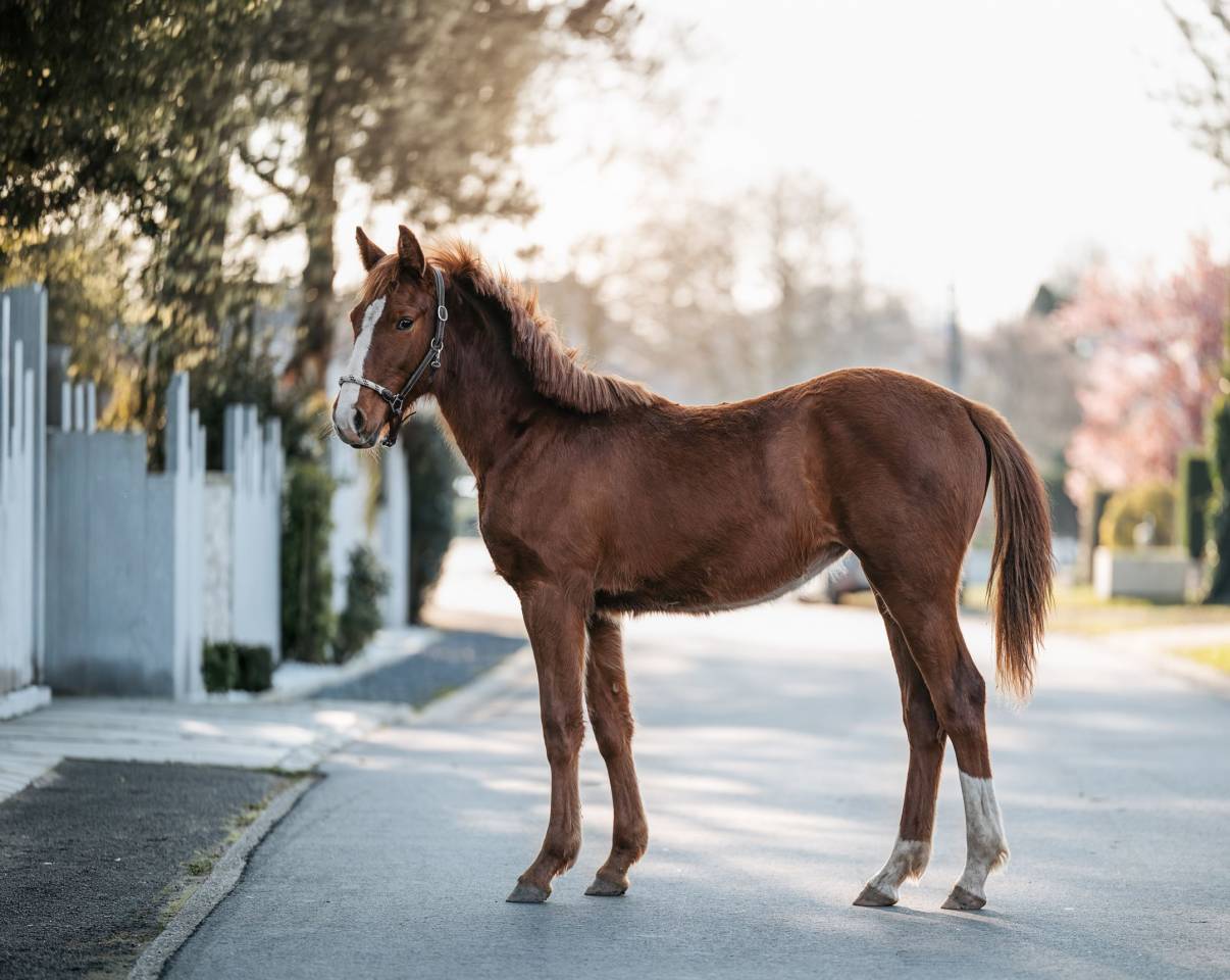 Petite fille de ComilfoPlus Z 