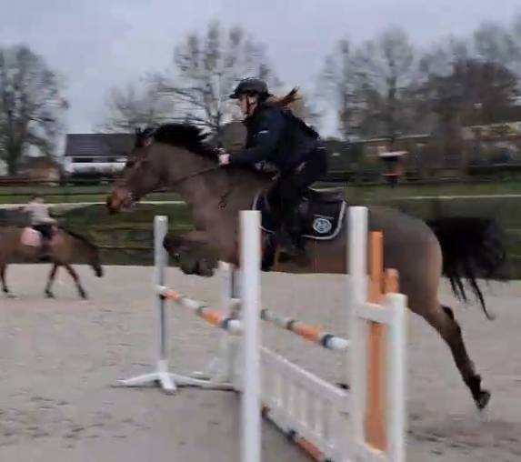 Polo De Pablo - Cheval &agrave; vendre de loisirs 9 ans