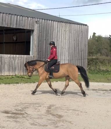 Polo De Pablo - Cheval &agrave; vendre de loisirs 9 ans