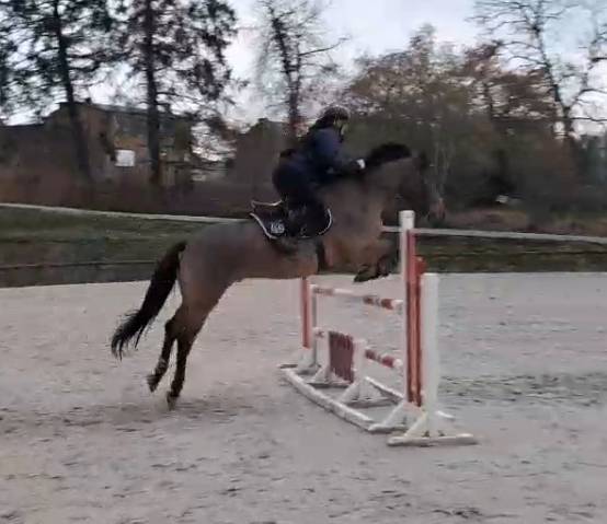 Polo De Pablo - Cheval &agrave; vendre de loisirs 9 ans
