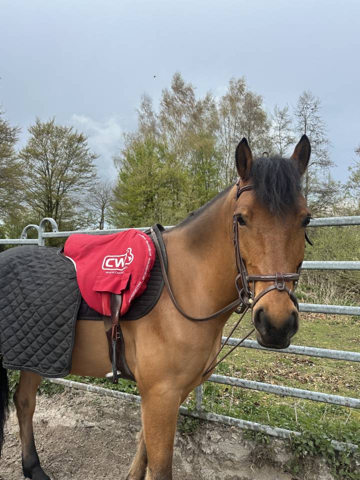 Polo De Pablo - Cheval &agrave; vendre de loisirs 9 ans