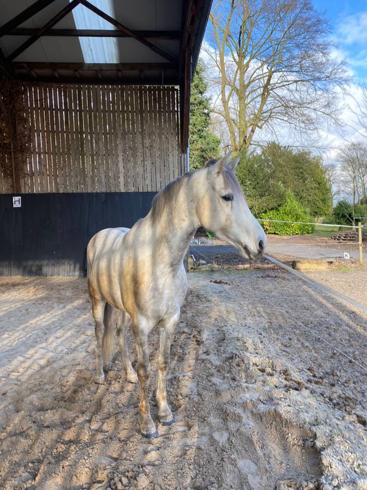 Cheval &agrave; vendre - Alfi, cheval au grand c&oelig;ur