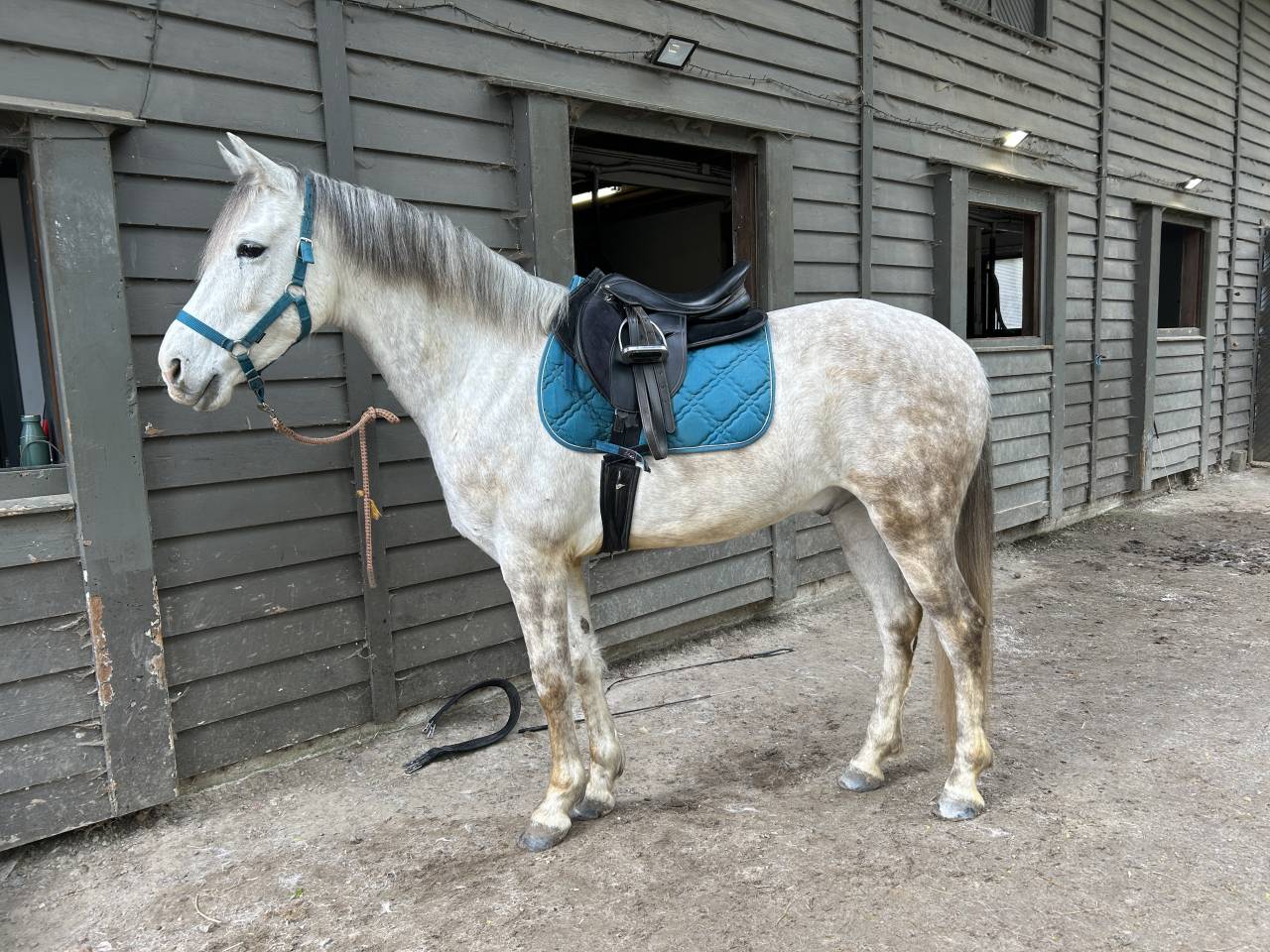 Cheval &agrave; vendre - Alfi, cheval au grand c&oelig;ur