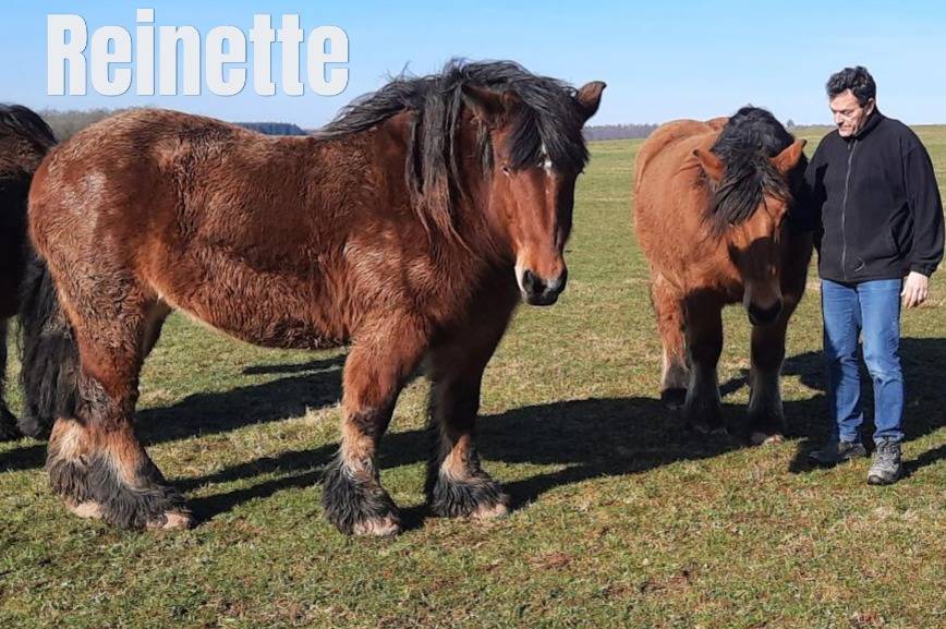 Jument trait ardennais 17 ans &agrave; vendre