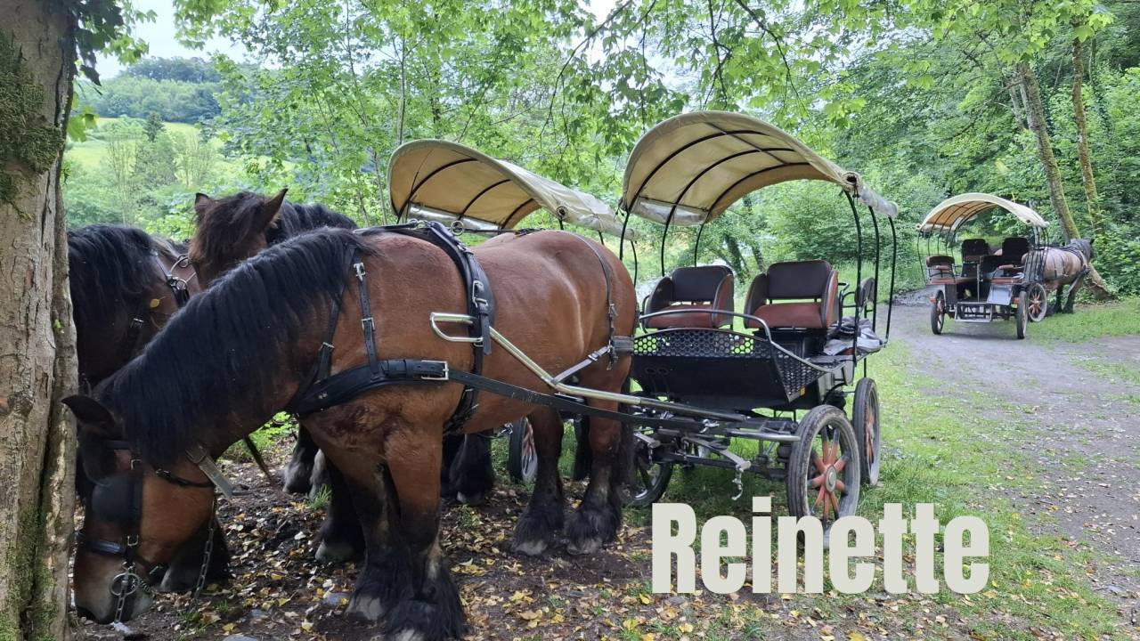 Jument trait ardennais 17 ans &agrave; vendre