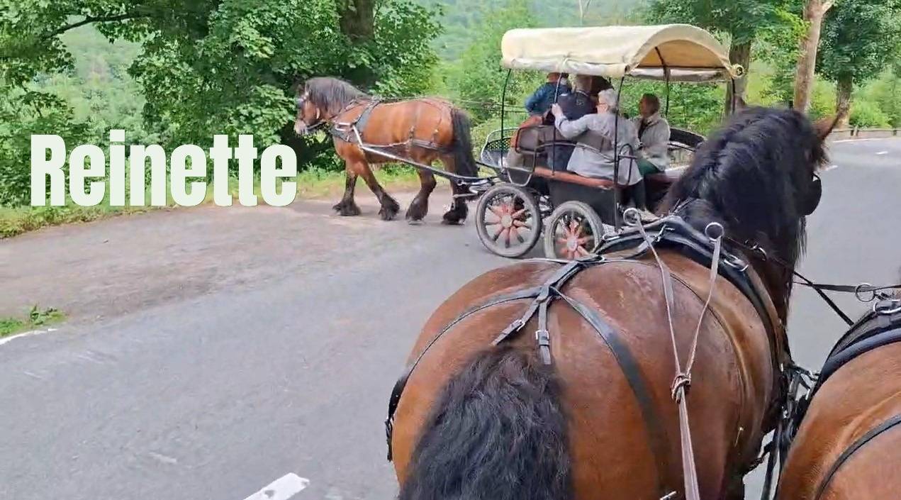 Jument trait ardennais 17 ans &agrave; vendre