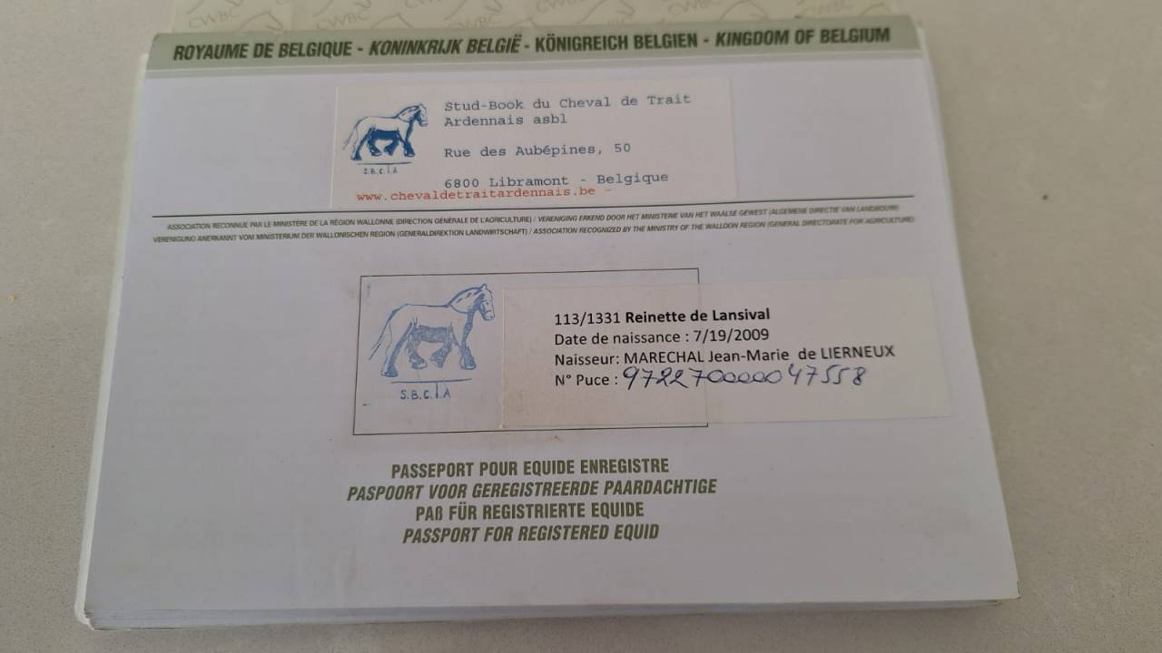 Jument trait ardennais 17 ans &agrave; vendre