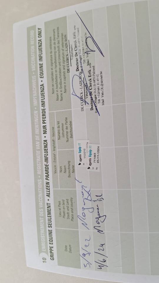 Jument trait ardennais 17 ans &agrave; vendre