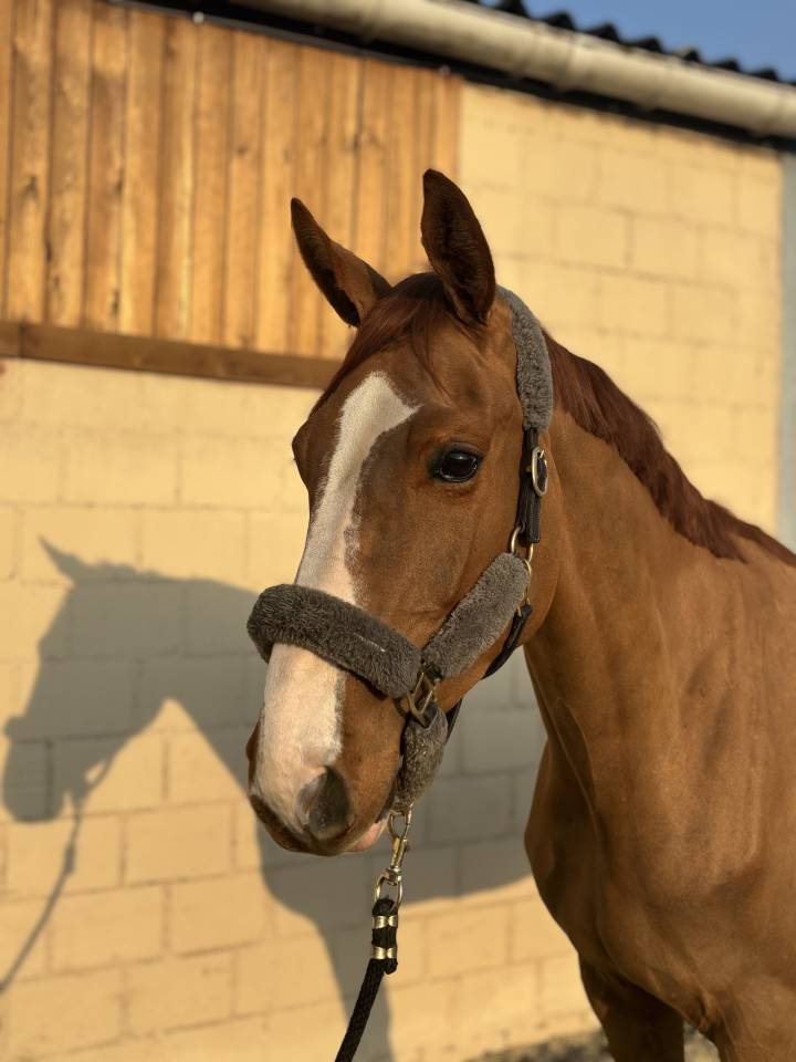 Magnifique hongre de 5 ans 