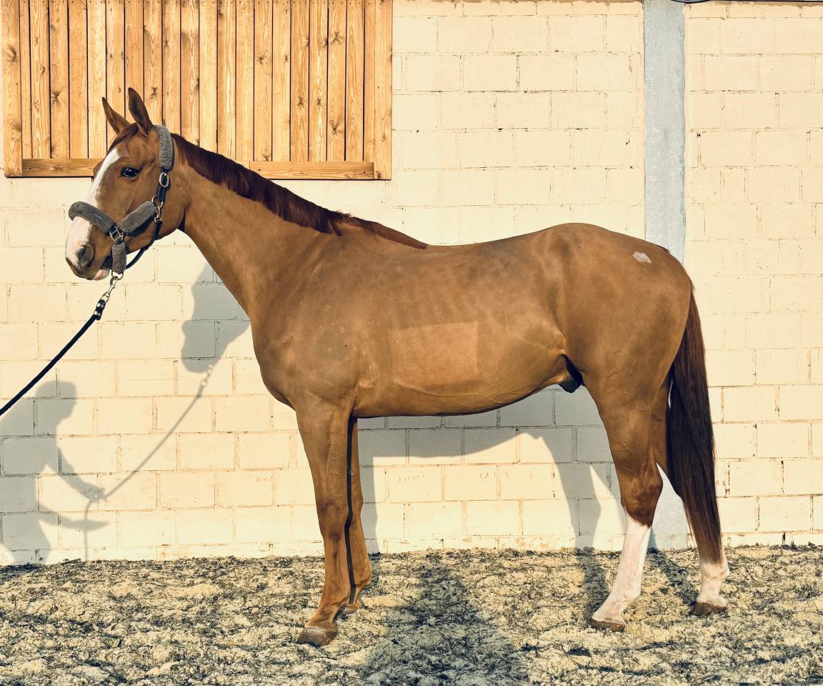 Magnifique hongre de 5 ans 