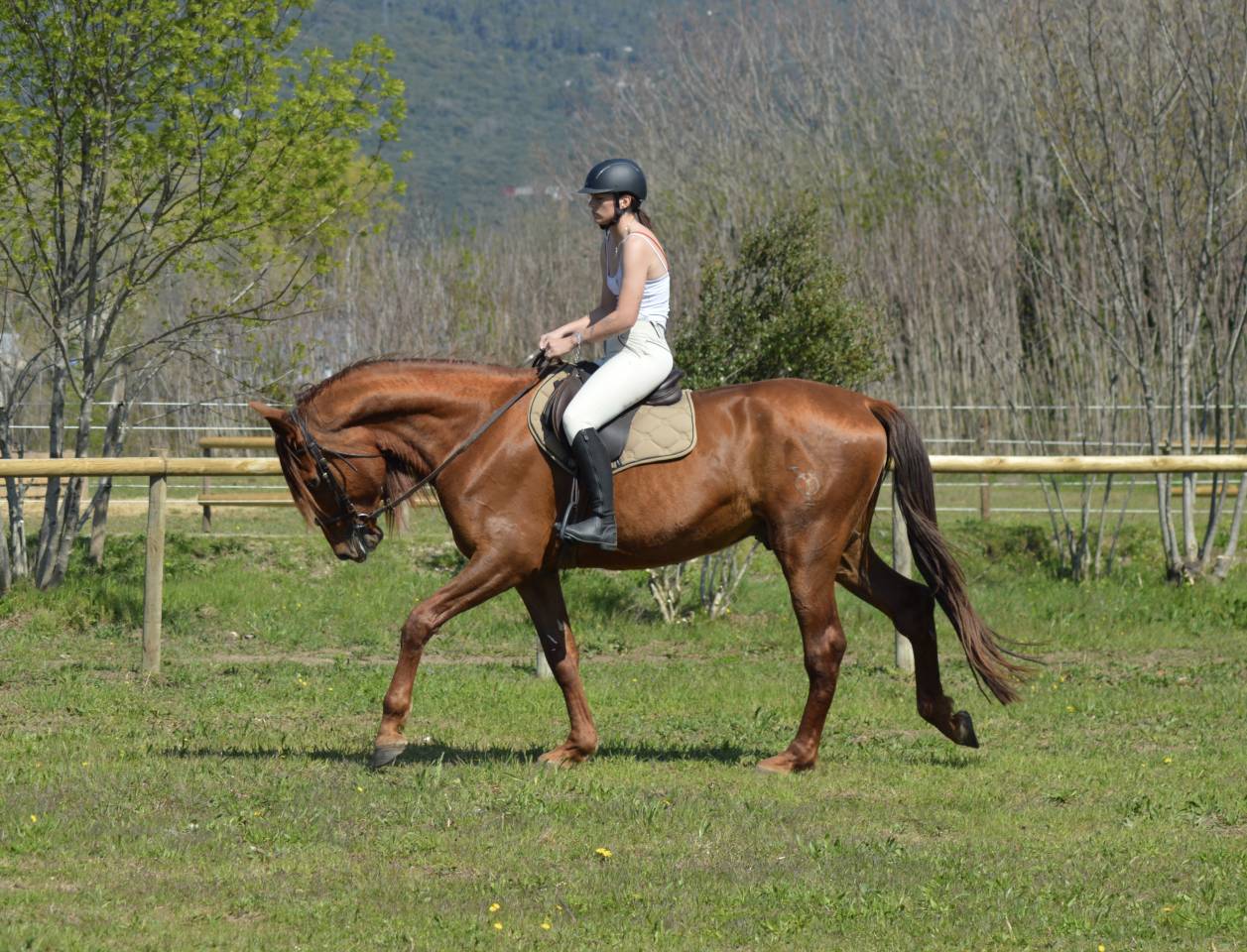 Exceptionnel PRE Alezan Entier 5 ans  1m75 