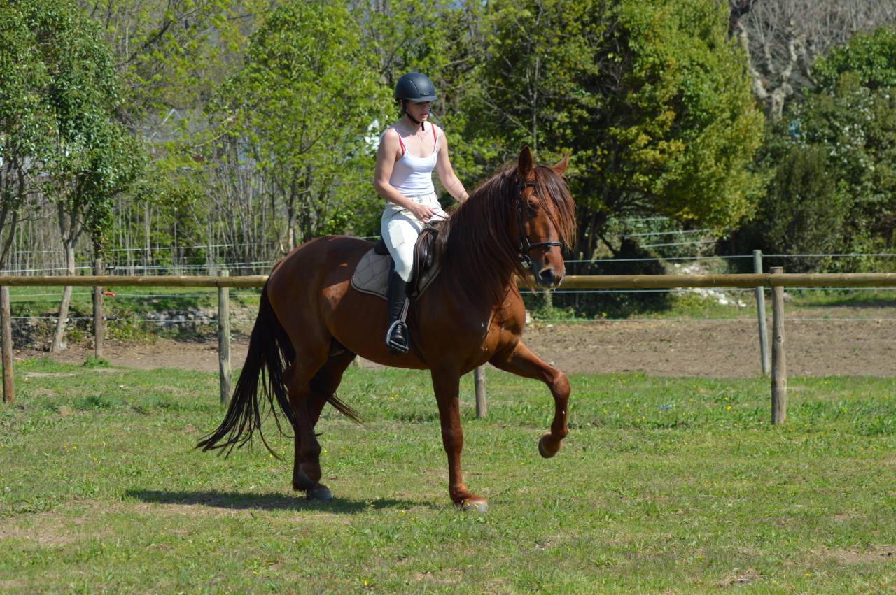 Exceptionnel PRE Alezan Entier 5 ans  1m75 