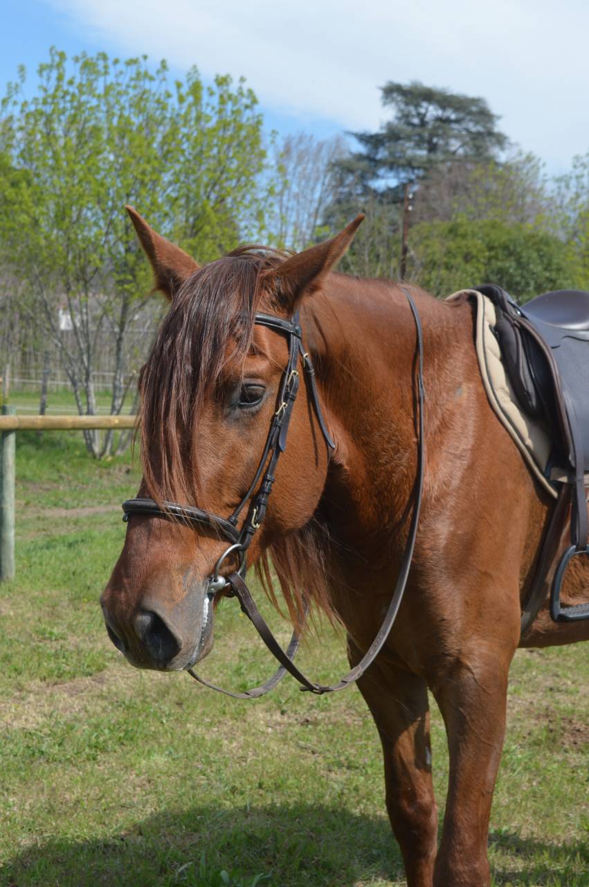 Exceptionnel PRE Alezan Entier 5 ans  1m75 