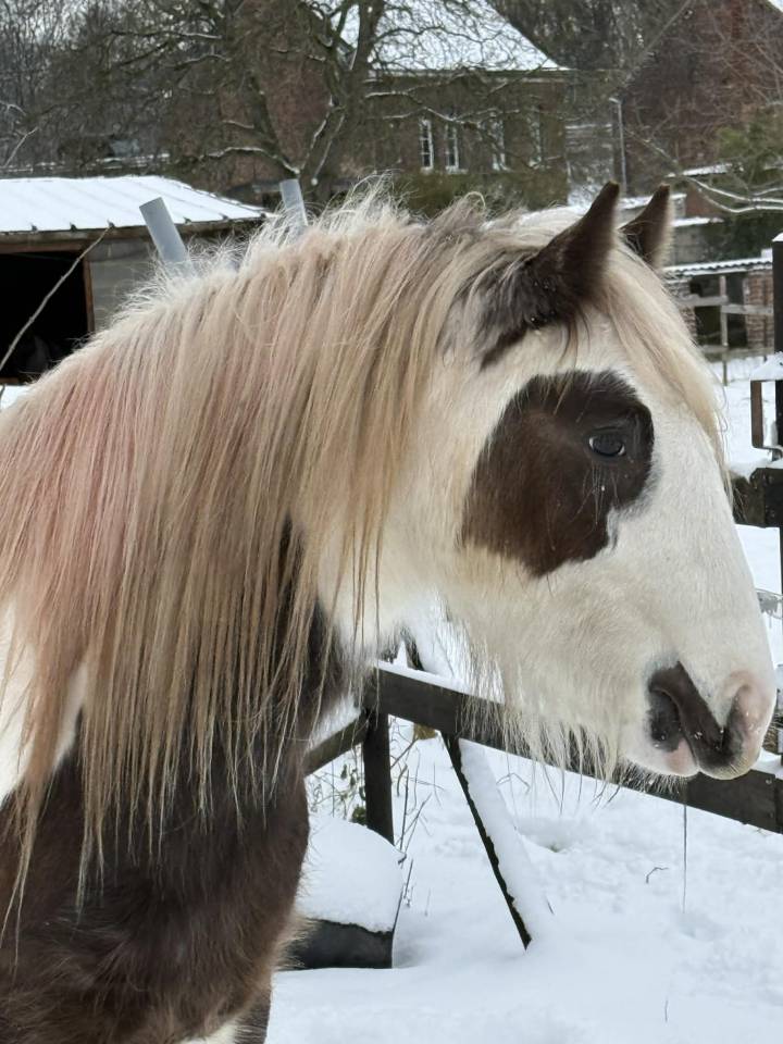 Irish cob 3 ans