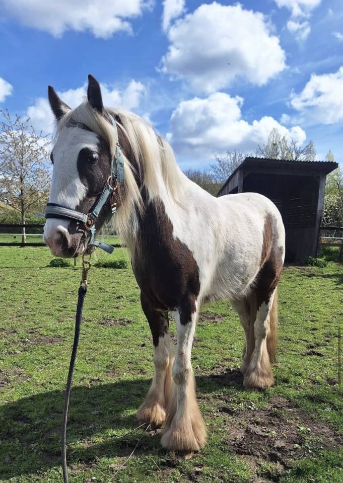 Irish cob 3 ans