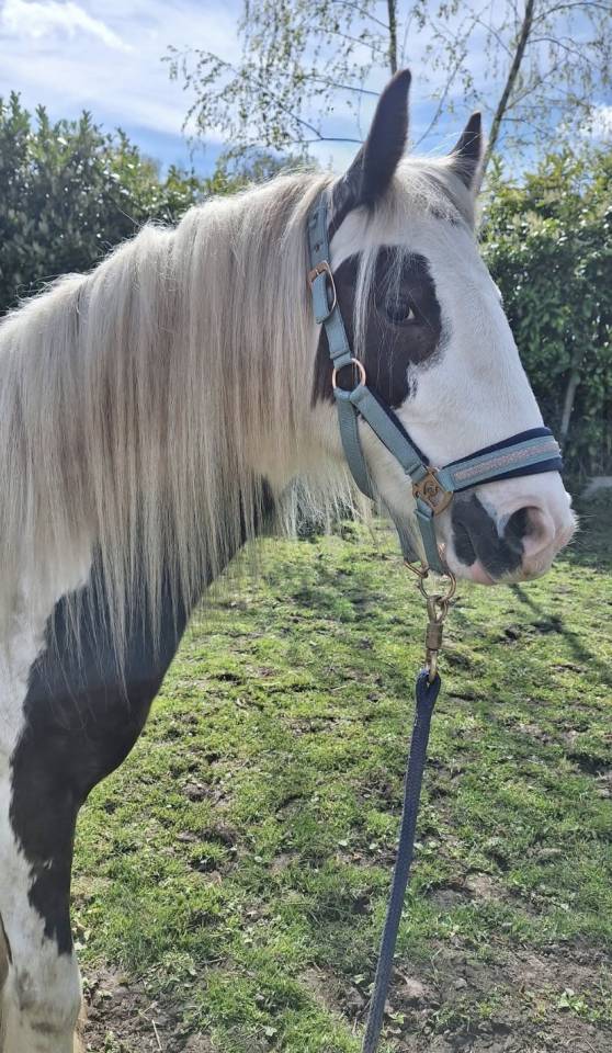 Irish cob 3 ans