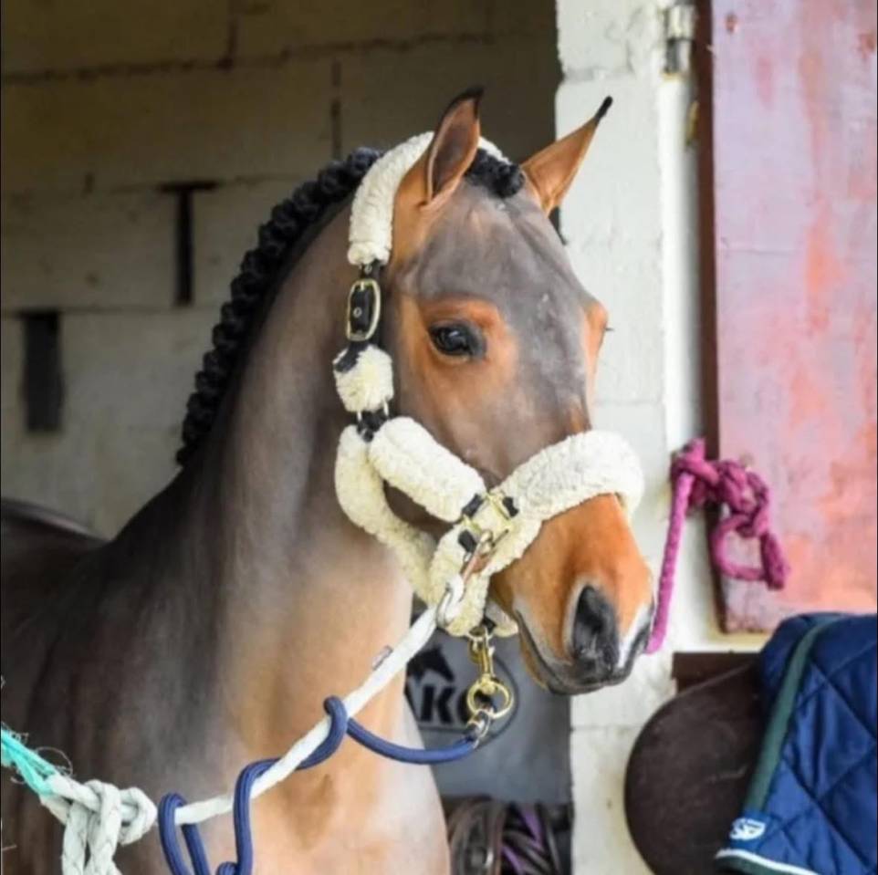 &Agrave; vendre Umbro poney pr&ecirc;t sur 120/125