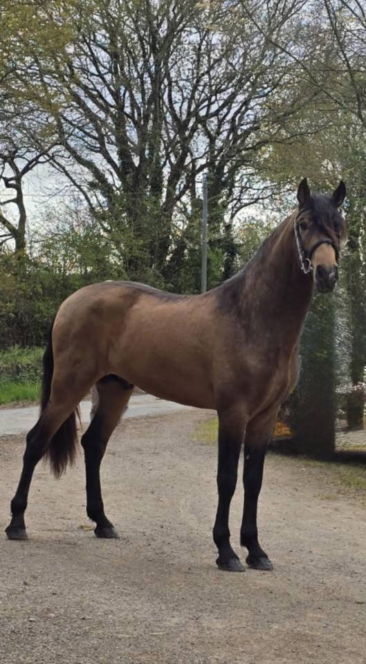 Fiador Salvatella II - Entier - PRE 4 ans - 1m72 -  