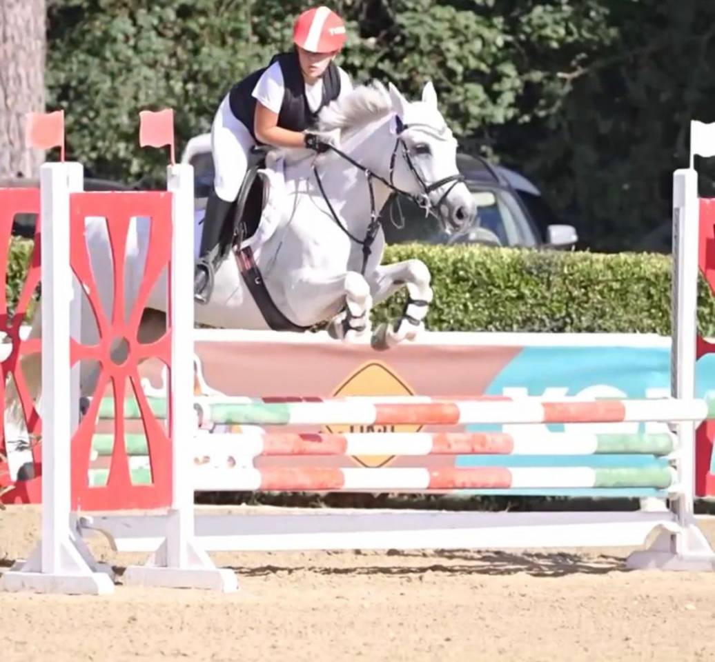 Jument Connemara A vendre 2011 Gris