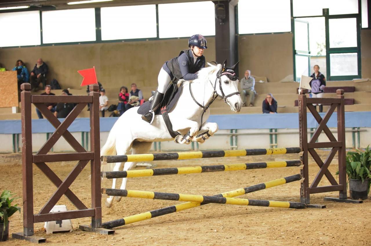 Jument Connemara A vendre 2011 Gris