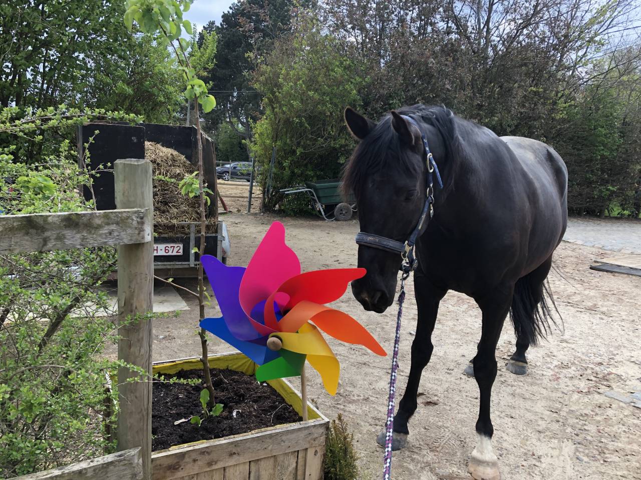 Hongre part-arabe noir