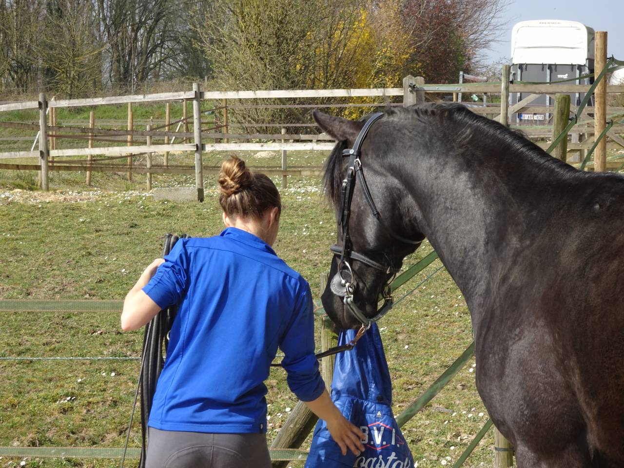 Hongre part-arabe noir