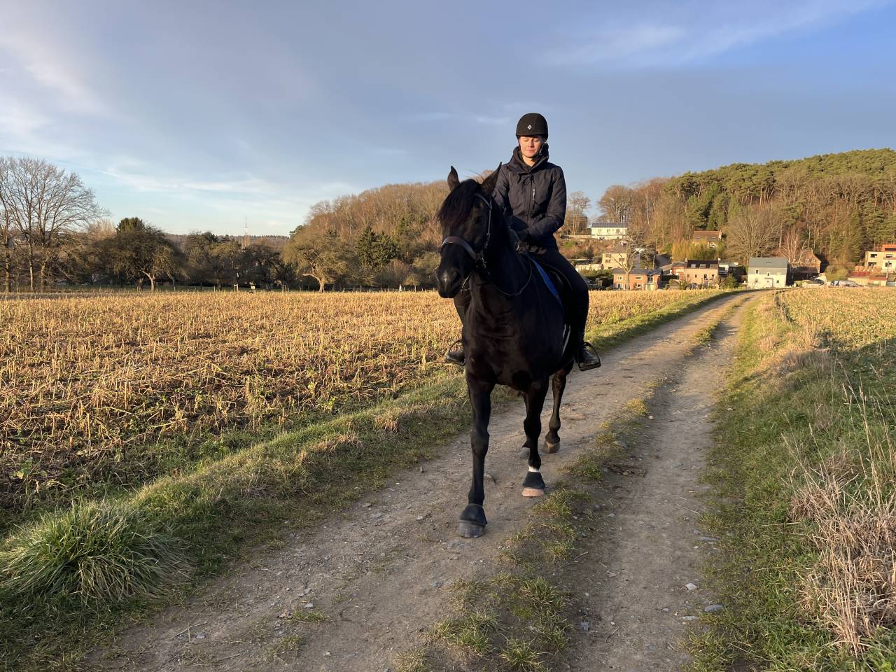 Hongre part-arabe noir