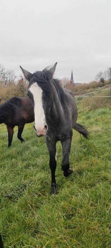 Poulain espagnol-hongre 2 ans 