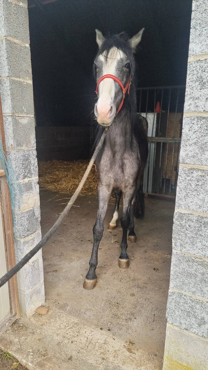 Poulain espagnol-hongre 2 ans 