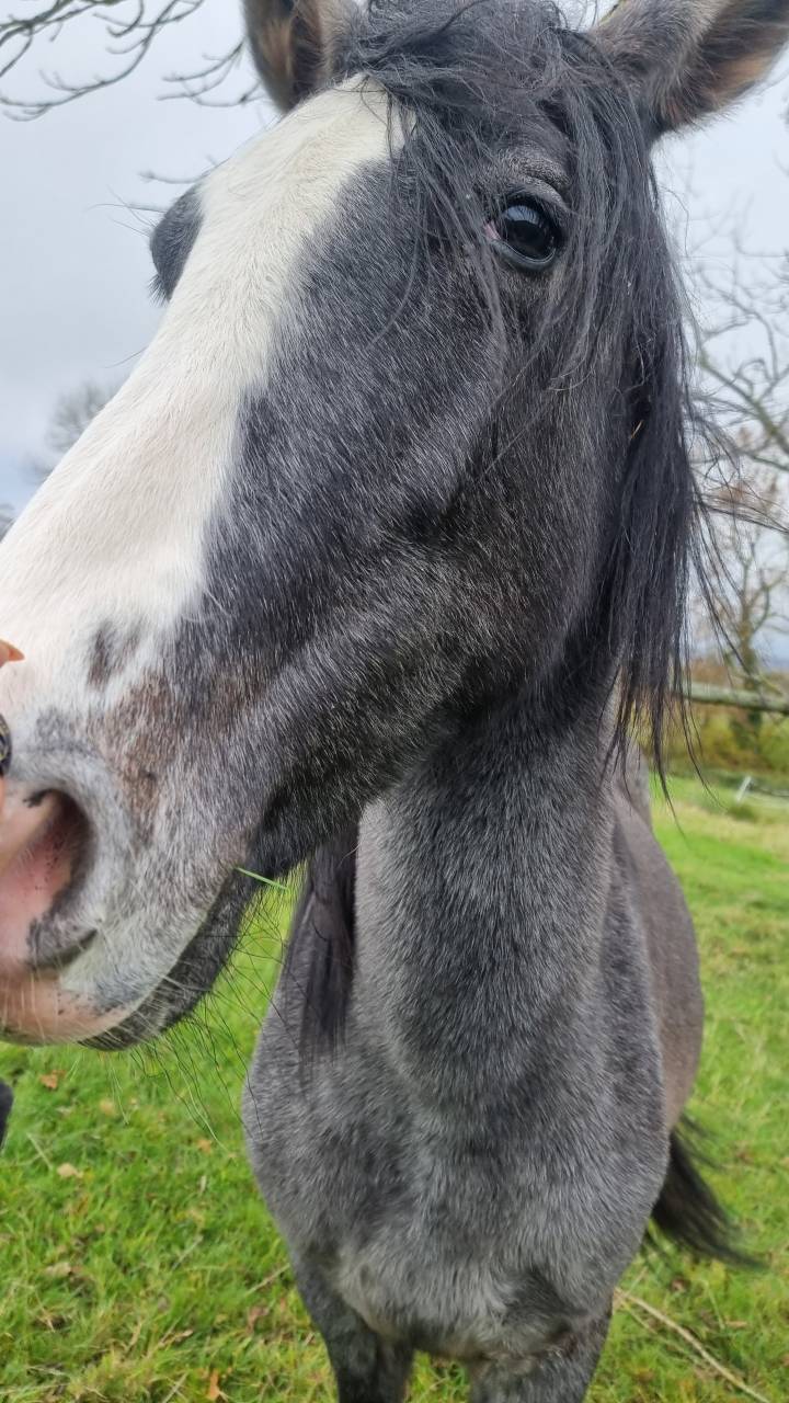 Poulain espagnol-hongre 2 ans 