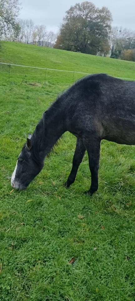 Poulain espagnol-hongre 2 ans 