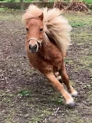 magnifique jument shetland 12 ans