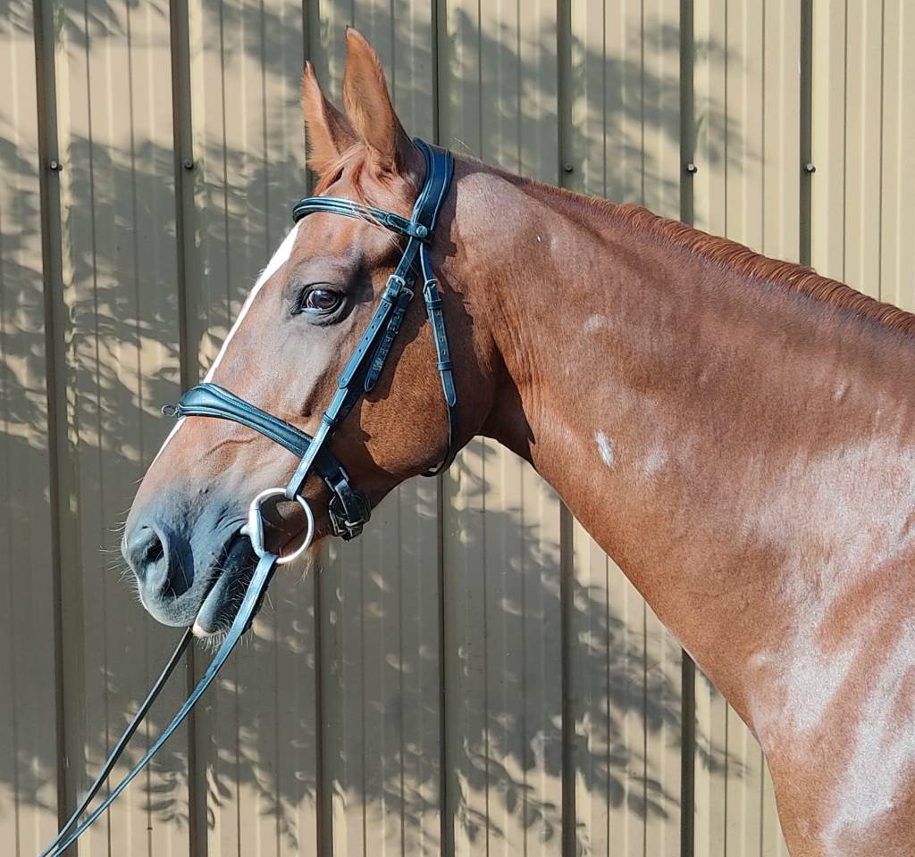 Belle Jument poulini&egrave;re 12 ans - Top Origines