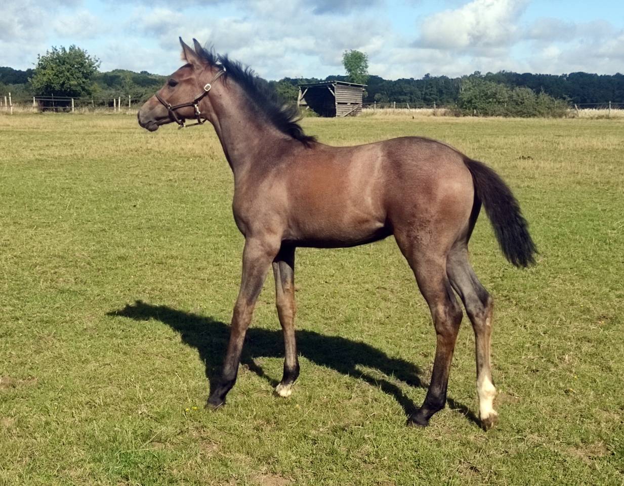 Belle Jument poulini&egrave;re 12 ans - Top Origines