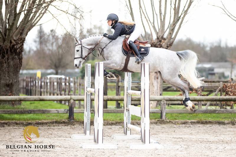 Ogrion Des Champs x Clintissimo Z