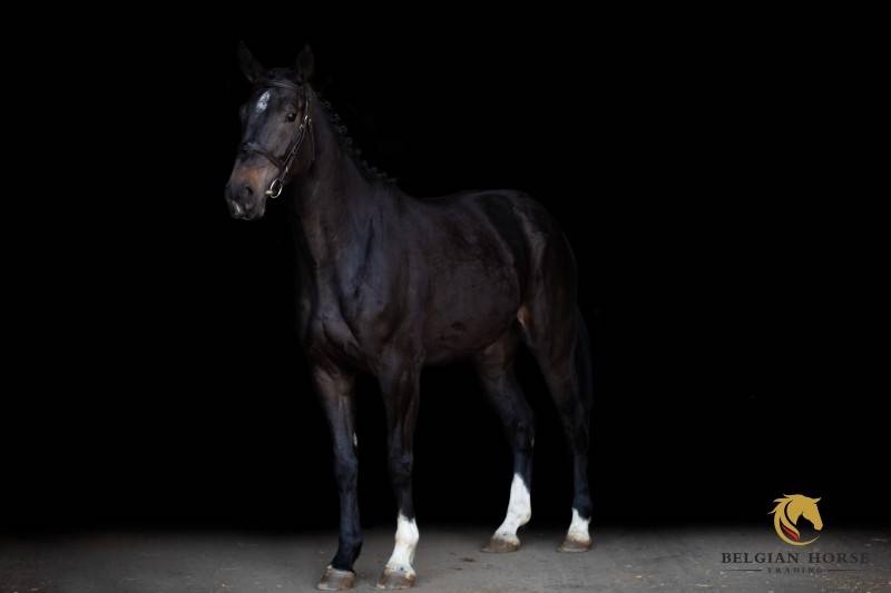 Impress-K van 't Kattenheye Z x Cornet Obolensky