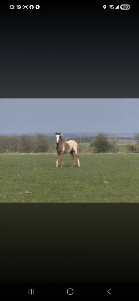 Poulain paint appaloosa a vendre 1 an