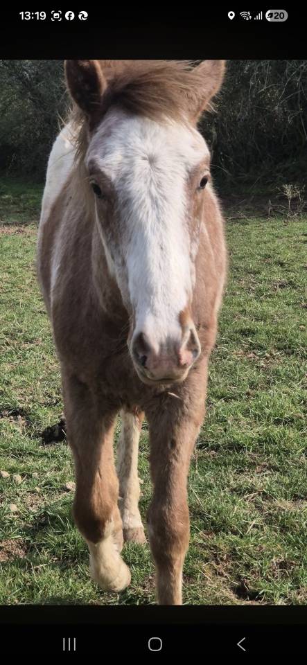 Poulain paint appaloosa a vendre 1 an