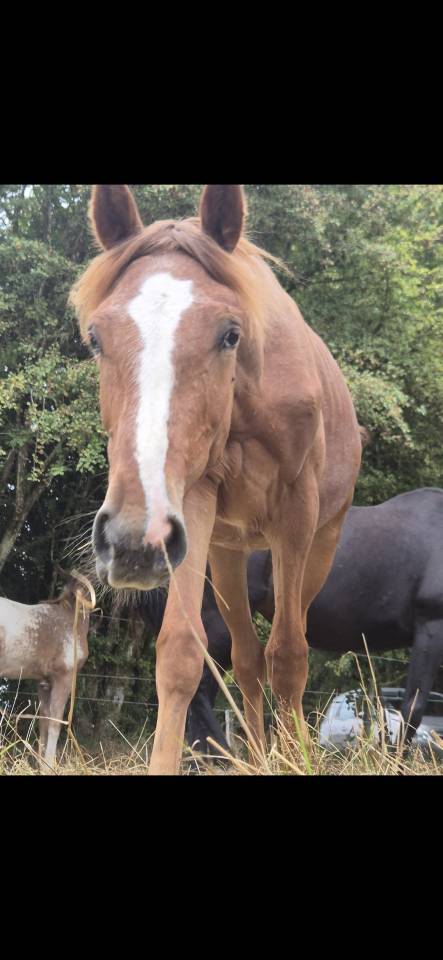 Poulain de 2ans et demi a vendre paint appaloosa 