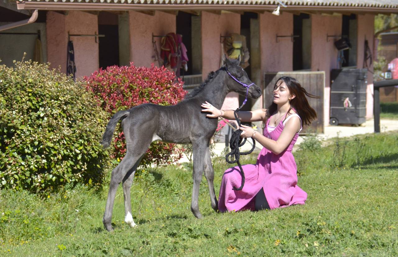 Pouliche Jument PSA Pur-Sang Arabe Noire